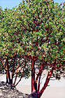 Madrone Trees digital painting