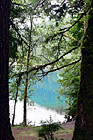 Lake Cresent Through Trees digital painting