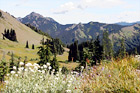 Olympic Mountains Fields & Wildflowers digital painting