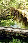 Hoh Rain Forest Bridge digital painting