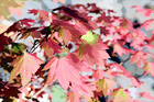 Red Fall Leaves digital painting