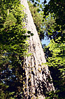 Looking up at a Big Sitka Spruce Tree digital painting