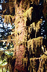 Moss on Sitka Spruce Tree digital painting