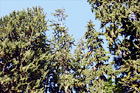 Looking Up at Sitka Spurce Trees digital painting