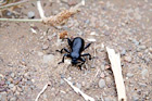 Black Beetle digital painting