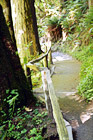 Hoh Rain Forest Trail digital painting