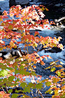 Fall Leaves & River digital painting