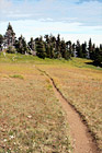 Hurricane Ridge Trail digital painting