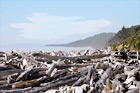 Logs on Kalaloch Beach digital painting