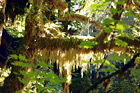 Hoh Rain Forest Moss digital painting