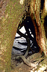 Hole in Tree Trunk digital painting