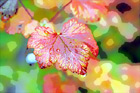 Autumn Leaf & Water Drops digital painting