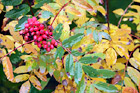 Autumn Leaves & Red Berries digital painting
