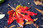 Bright Red Leaf digital painting