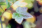 Green & Maroon Leaf digital painting
