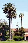 Santa Clara Palm Trees at Mission Gardens digital painting
