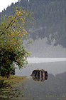 Stump Reflection digital painting