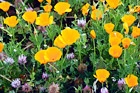 Bright Orange Poppy Flowers digital painting
