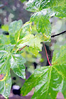 Green Leaves Up Close digital painting