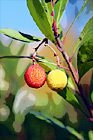 Red & Yellow  Berries on Tree digital painting