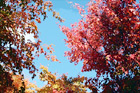 Red & Orange Colored Leaves on Trees digital painting