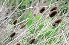 Brown Sticker Bush digital painting