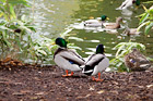 Ducks by a Pond digital painting