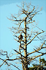 Bald Eagle on Tree Branch digital painting