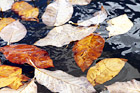 Leaves in Water digital painting