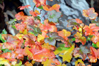 Red, Orange & Green Leaves digital painting