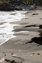 Beach Sand, Seaweed, & Water digital painting