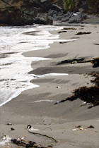 Beach Sand, Seaweed, & Water digital painting