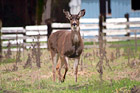 Deer Looking at the Camera digital painting