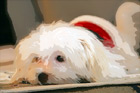 Maltese Puppy Laying on Carpet digital painting