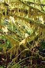Tons of Moss on Trees digital painting