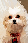 Maltese Puppy & Spiked Hair digital painting