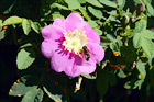 Bee Pollinating on Pink Flower digital painting