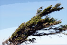Wind Blown Tree digital painting