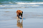 Golden Retriever in Ocean digital painting