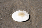 Sand Dollar in Sand digital painting