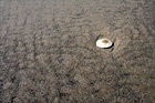 Sand Dollar on Beach digital painting