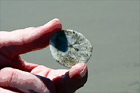 Sand Dollar in Hand digital painting