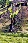 Rows of Wine Vines digital painting