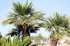 Palm Trees & Blue Sky Up Close digital painting