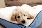 Goldendoodle Puppy on Bed digital painting