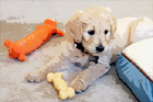 Goldendoodle Puppy with Toys digital painting