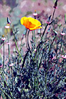 Orange Poppy Flower in Brush digital painting