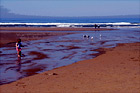 Beach, Seagulls & Child Playing digital painting