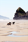 Dogs on Sand and Beach digital painting
