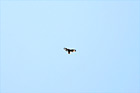 Bird Flying in Blue Sky digital painting